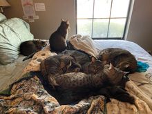 Sunday afternoon cat pile.  