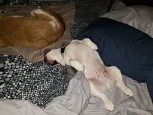 Howie sleeping