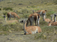 Guanacos relaxing