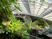 From the top of the Cloud Forest Dome, where the heights can be quite scary 