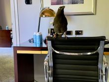 Room Supervisor undertaking daily room check