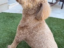 My niece sent the following message: “Happy Father’s Day! I’m sure Poppy will make this day special for HER!” :D