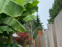 Where the neighbor cut the leaves growing over on his side.
