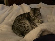Not feeling well today so Anpu has taken it upon himself to hold me in place so I will rest.