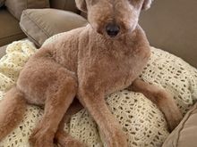 Home from the spa!