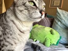 Anpu is unrepentant after being dragged out of the closet he is not supposed to be in.