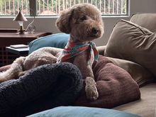 Poppy is practicing poses in case Doggie Vogue comes calling! 