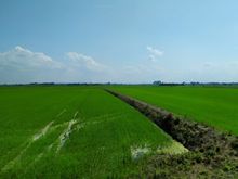 Rice fields on the plain of the river Po