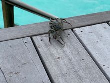 Crab bro - one of many that called our back patio home