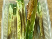 Fisk otak  .. so so , not generous in size as you can see