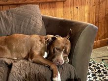Kazak in his element.  Snoring, half asleep, but ready to run if he hears the cheese drawer open 
