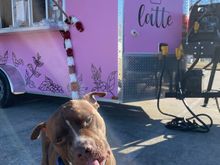 Kazak got a pup cup Thursday.  Weather was so nice so it took a minute to get him RJ stop wanting to explore and actually eat the pup cup. 