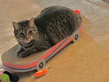 Fred has taken up skateboarding.