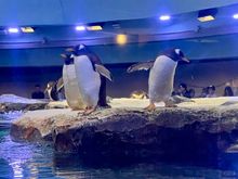 Penguins