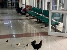 Departures at Rapa Nui Airport this June . Interestingly floors spotless and no sign of poo. 

There also a lot of sparrows in the RJ lounge in Amman that seem quite happy . 