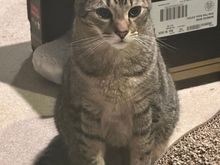 George says good morning.  He did not understand why his human was up so early.  