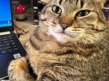 Get that thing out of my lap and pay attention to me instead.