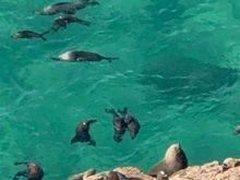 Seals! Loud, and smelly, even from far away.