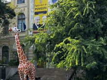A giraffe, obviously, because, why not?