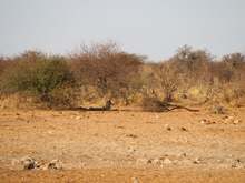 Females and cubs off in the distance