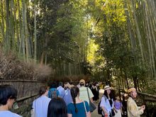 Tourist Bamboo Forest Picture