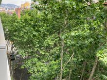 View from the balcony to the left (have to say all this green soothes the nerves)