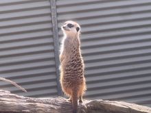 Gorge Wildlife park