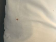 bloodstained sheets (original room)