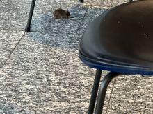 Visitor at Gate A11