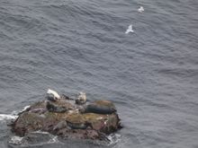 More seals!