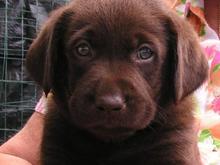 My farm's guard dog Koa. He is now a couple years old and about 80 pounds. How they grow!