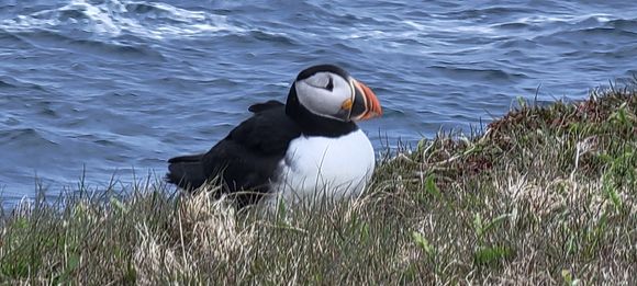 Puffin!
