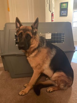 Next to the same crate. He was only 8 months old here. 