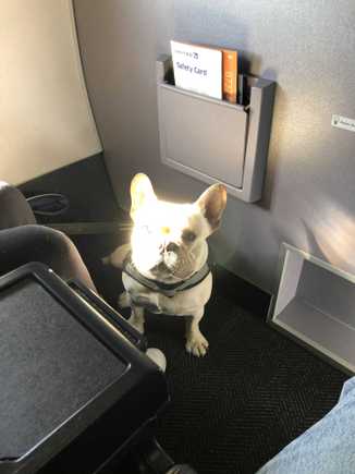 I thought United was banning all dogs?? This must be a service one.