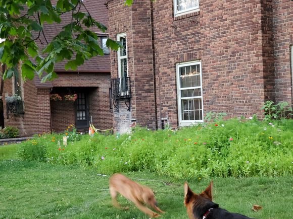 Someone is mis-zoomies
