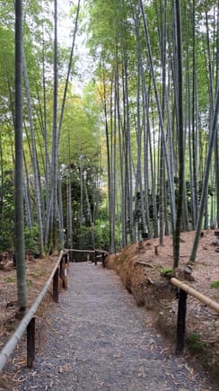 The bamboo grove at Kodaiji