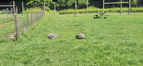 Guinea hens