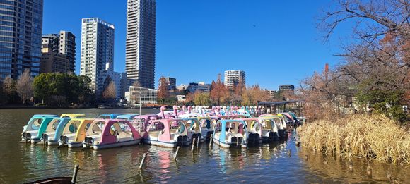 Rental boats  on Shinobazu pond by Ueno park