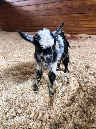 Meet Oreo, she is 3 days old. Zoomey is her mom. 