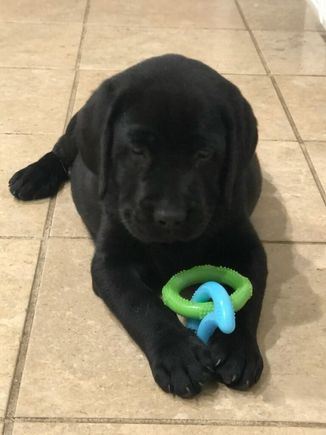 New grand puppy Angus