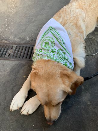 Buddy quickly got overwhelmed by an abundance of socializing