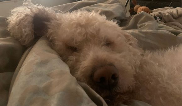 This is my boy Gallus. He sleeps as though HE just paid all the bills.