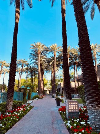 Outdoor palm trees