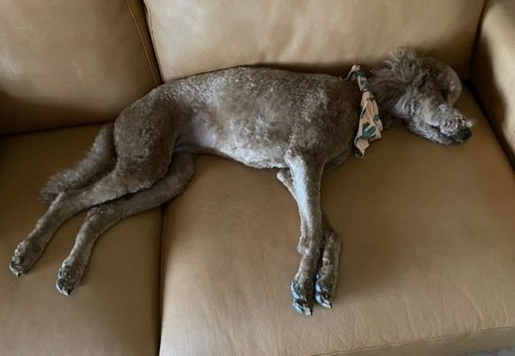 Apparently it was a rough morning at the puppy spa!
