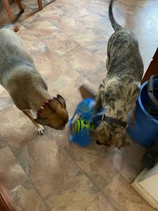Alright, photos of my doggies just because (the one on the right is a terrorist)