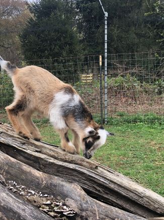Here’s another photo tof Zoomie
I’ll ask her to send video
