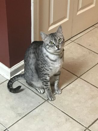 Anpu pleading with me to feed him dinner early.
