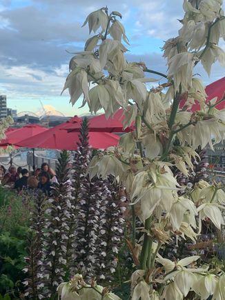 view from the outdoor patio at Old Stove


