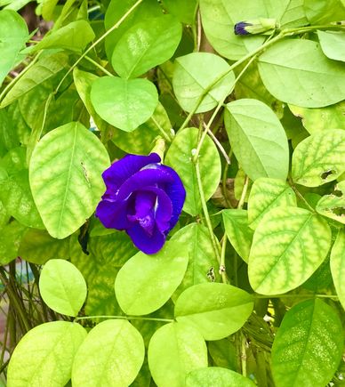  The multiple petals bunga terlang 