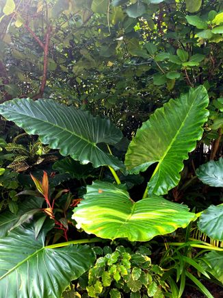 Lush vegetation 